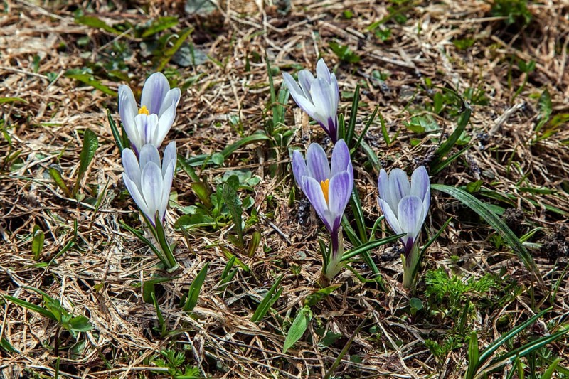 Spring Crocus (Crocus vernus), Dietersbachtal, near Oberstdorf, Allgaeu Alps, Oberallgaeu, Allgaeu, Bavaria, Germany, Europe