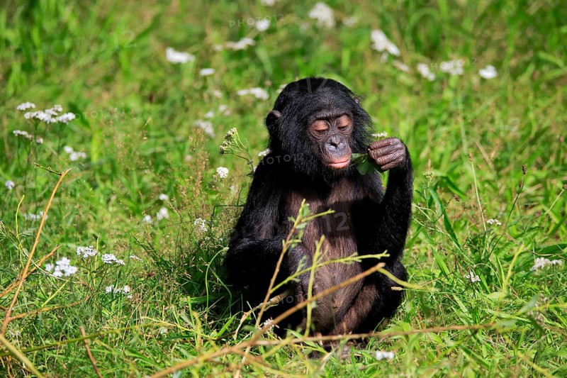 Bonobo, bonobo (Pan Paniscus), young animal, feeding, sitting, meadow, Great ape, Primate, chimpanzee, captive