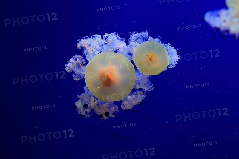 Fried egg jellyfish (Cotylorhiza tuberculata), in water, captive, Mediterranean Sea
