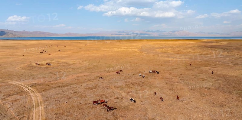 Herd of horses, Aerial view, Vast empty landscape at the mountain lake Song Kul in autumn, Moldo Too Mountains, Naryn region, Kyrgyzstan, Asia