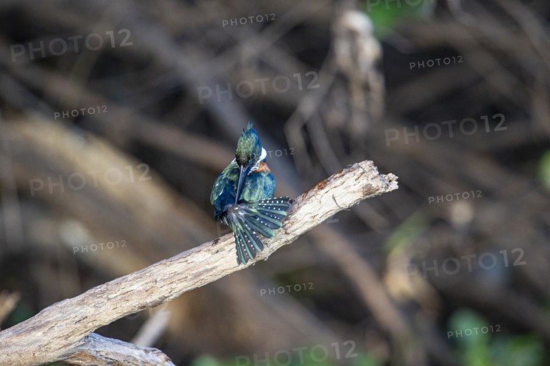 Green Kingfisher (Chloroceryle americana) Pantanal Brazil