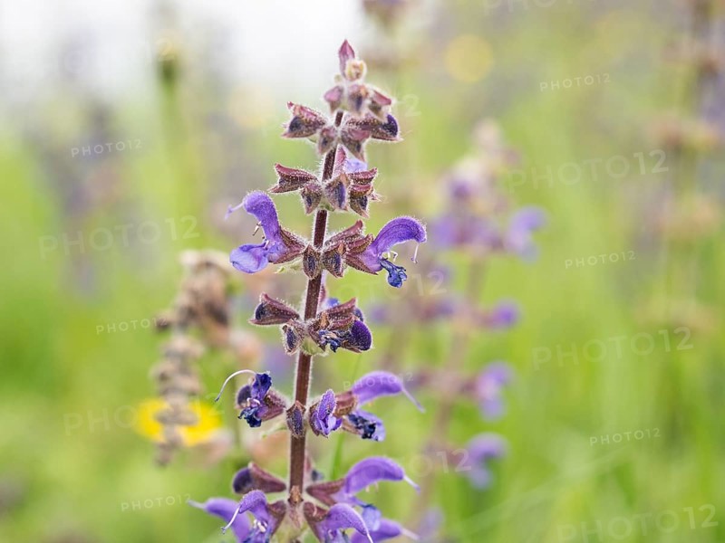 Meadow Clary (Salvia pratensis), near Riegersburg, Styria, Austria, Europe
