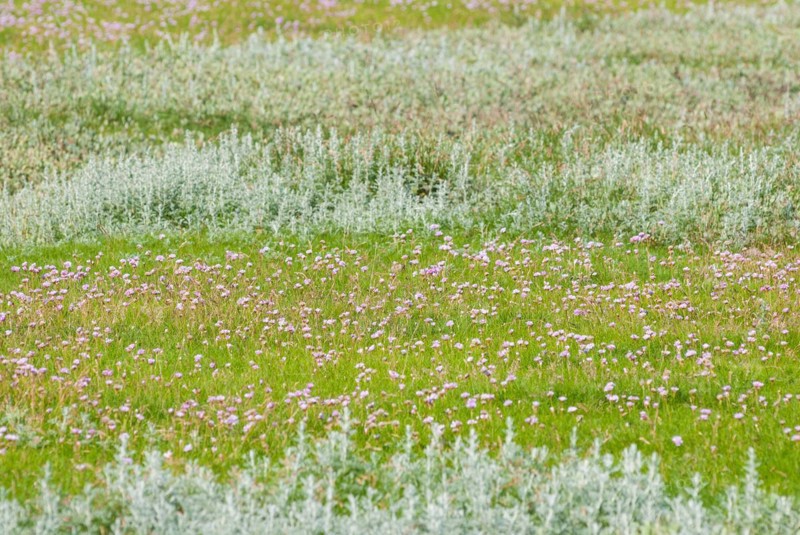 Salt marshes with many Sea thrift (Armeria maritima), also known as Lady's Cushion, Flower of the Year 2024, many delicate, purple (violet, pink) flowers, endangered species, endangered species, species protection, nature conservation, Westerhever, Eiderstedt peninsula, Schleswig-Holstein, Germany, Europe
