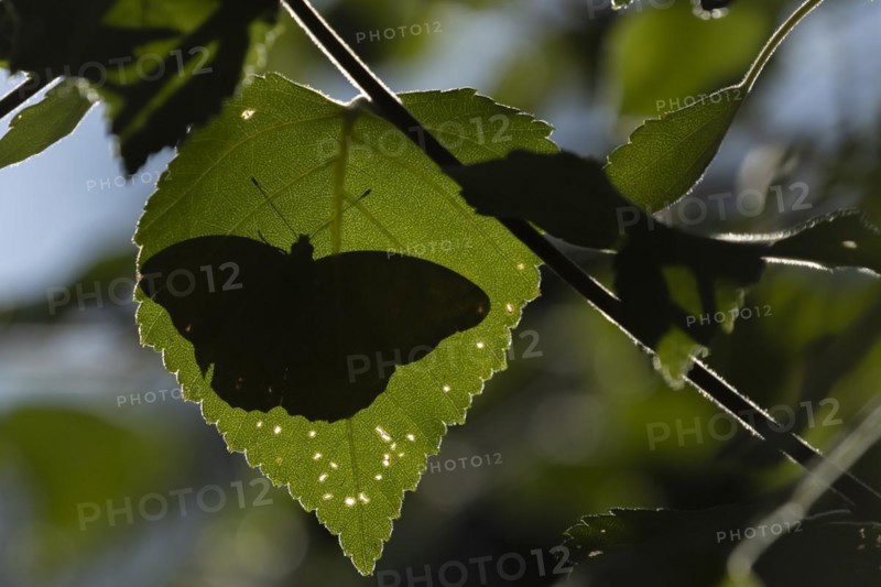 Silver-washed fritillary butterfly (Argynnis paphia) adult resting on a Hazel tree leaf in a woodland, England, United Kingdom, Europe