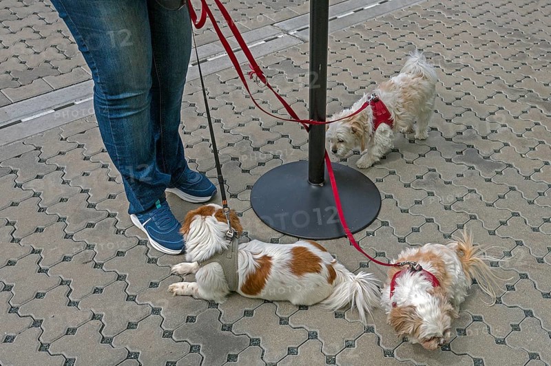 Three dogs on a lead, two Pekingese and a Pekapoo, Bavaria, Germany, Europe