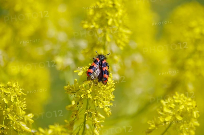 Shaggy bee beetle, spring, Germany, Europe