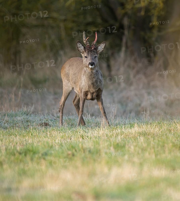 European roe deer (Capreolus capreolus), roebuck in winter coat, winter cover, one antler in the bast, one pole freshly swept still red from blood, no injury normal process, wildlife, Thuringia, Germany, Europe