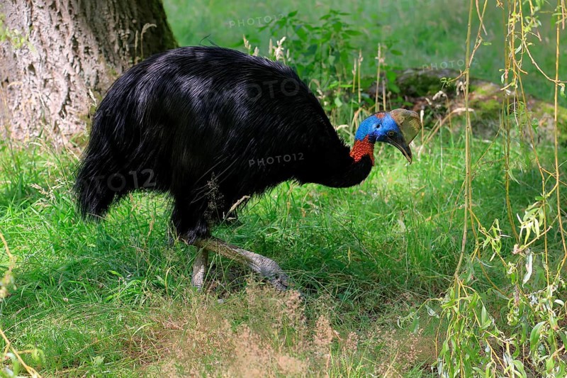 Northern cassowary (Casuarius unappendiculatus), adult, foraging, captive, Papua New Guinea, Oceania