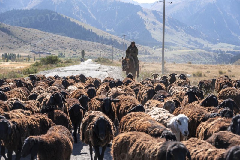 Riders driving a herd of sheep on the road, Kyrgyzstan, Asia