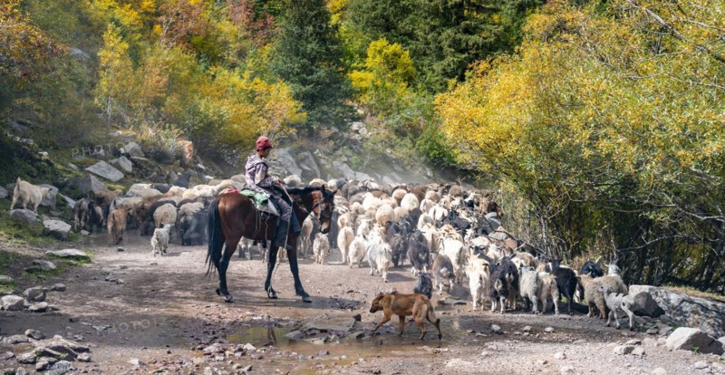 Riders driving a large flock of sheep on the road, Karkyra valley, Tuep rayon, Kyrgyzstan, Asia