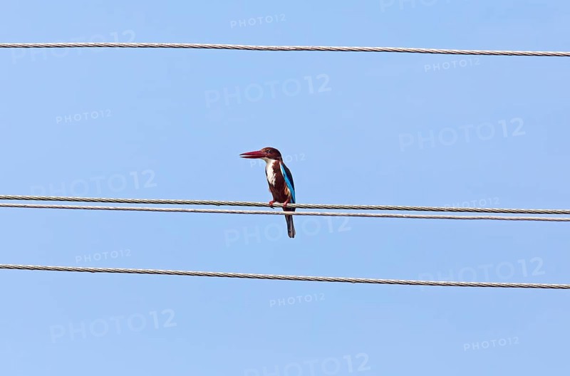 White-throated kingfisher (Halcyon smyrnensis) or Common kingfisher against a blue sky, Backwaters, Kumarakom, Kerala, India, Asia