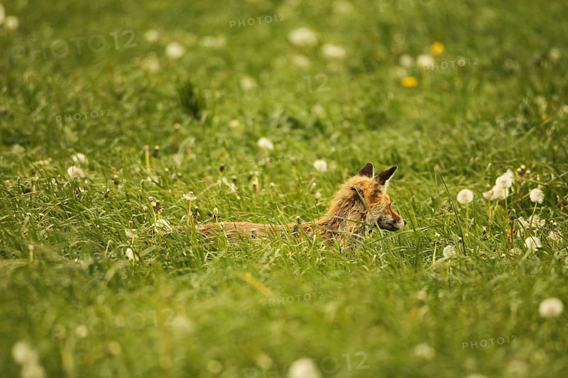 Fox (Vulpes vulpes) looking for fawns (Capreolus capreolus) in tall grass with faded common dandelion (Taraxacum) Allgaeu, Bavaria, Germany, Europe
