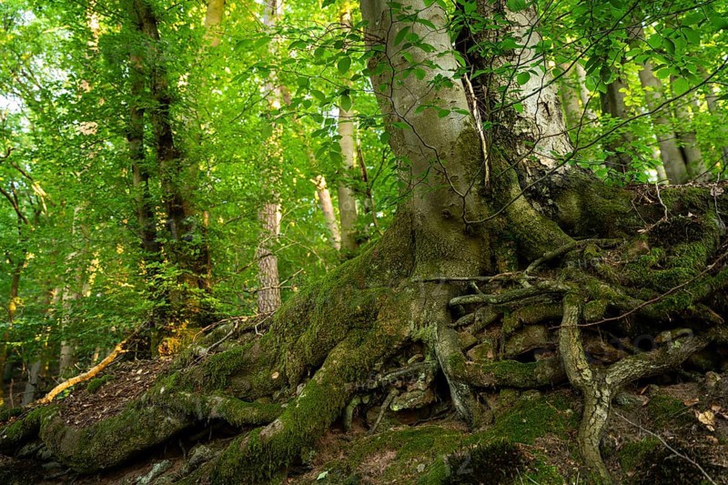 Trunk and root system of a Beech in a mixed forest. Neckargemuend, Kleiner Odenwald, Baden-Wuerttemberg, Germany, Europe
