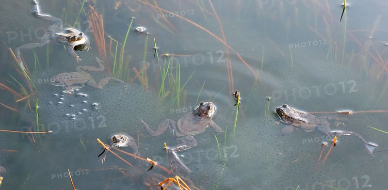 Common frog (Rana temporaria), amphibian of the year 2018, several animals swimming in a pond with fresh spawning balls during mating season, surrounded by a few stalks of aquatic plants, rushes in a pond, frog spawn, behaviour, reproduction, metamorphosis, Lueneburg Heath, Lower Saxony, Germany, Europe
