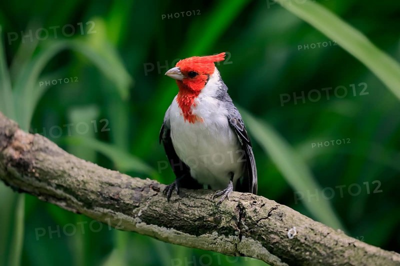 Red-crested cardinal (Paroaria coronata), adult, on tree, vigilant, captive, South America