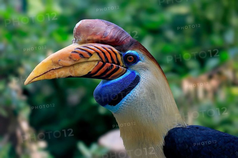 Knobbed Hornbill, (Rhyticeros cassidix), adult, portrait, captive