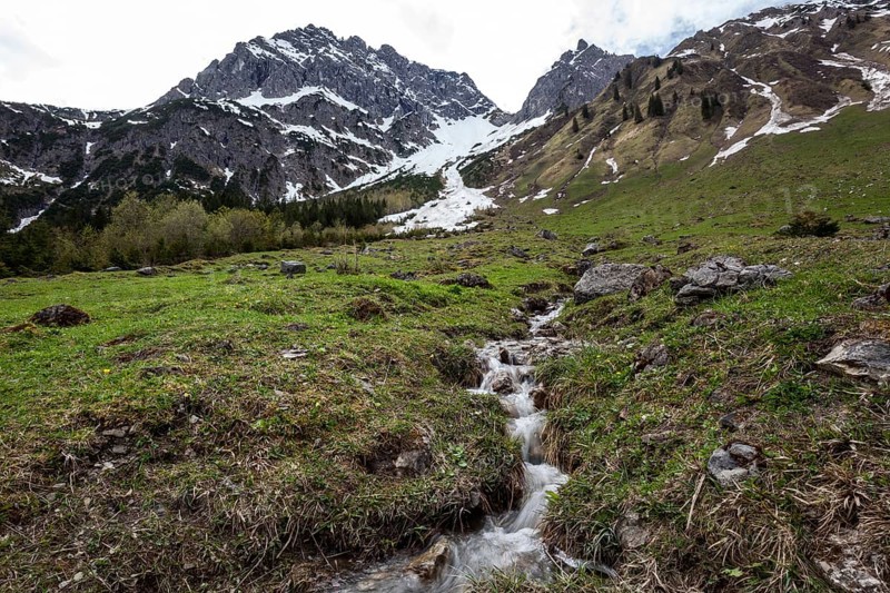 Shank through meadow, behind Widderstein and Kleiner Widderstein, Gemsteltal, Mittelberg, Kleinwalsertal, Vorarlberg, Allgaeu Alps, Austria, Europe