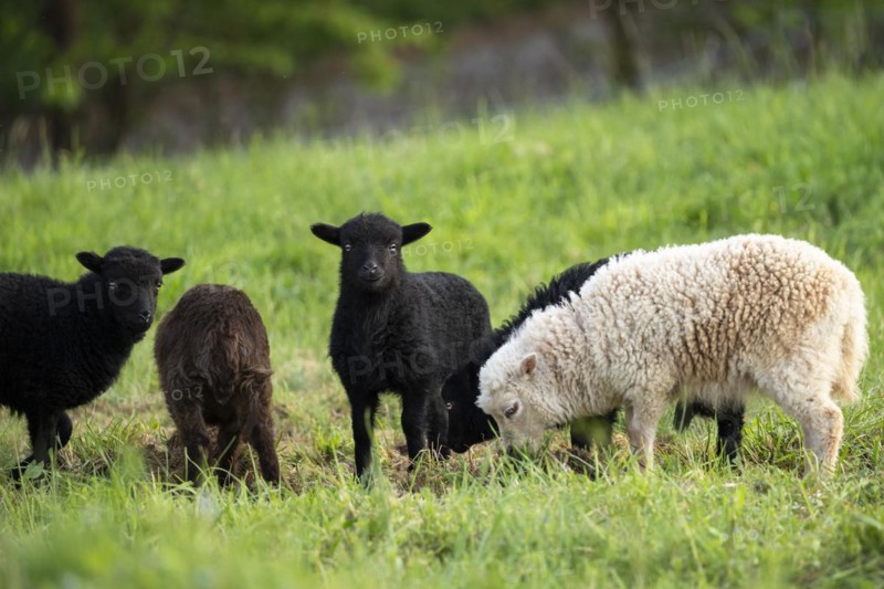 Five lambs are standing in a meadow, three black, one brown and one white-brown. Ouessant sheep (Breton dwarf sheep) and Ouessant sheep mix