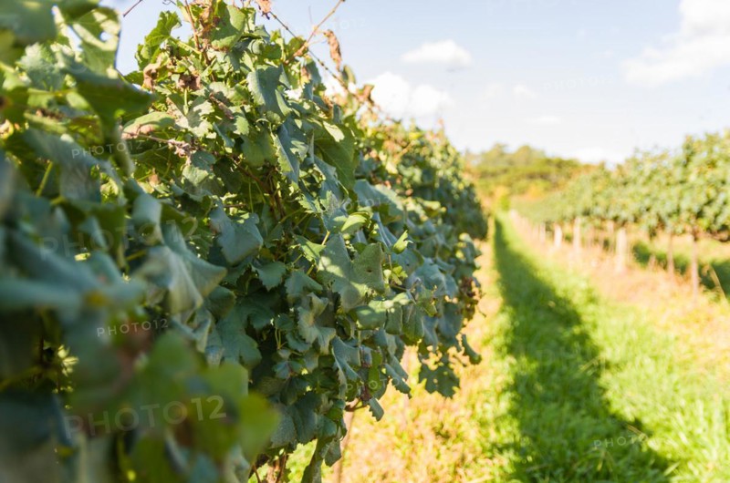 Vineyard of grapes in the Vale dos Vinhedos in Bento Goncalves, a gaucho wine