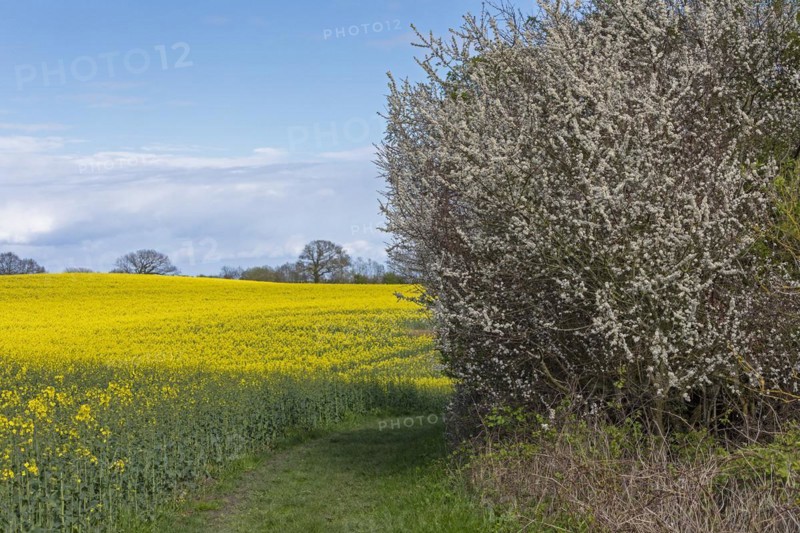 Rape field, flowering blackthorn, field path, Rabel, Schlei, Schleswig-Holstein, Germany, Europe