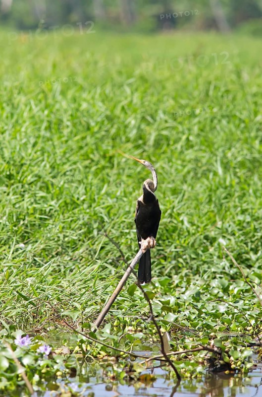 Oriental Darter (Anhinga melanogaster), Backwaters, Kumarakom, Kerala, India, Asia