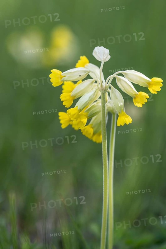 Common cowslip (Primula veris), Thuringia, Germany, Europe