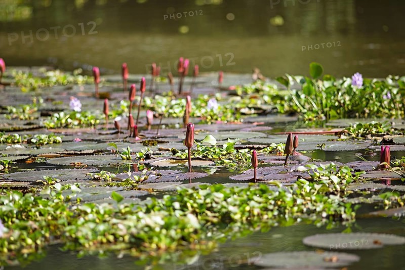 Nymphaea pubescens or hairy water lily or pink water lily, Backwaters, Kerala, India, Asia