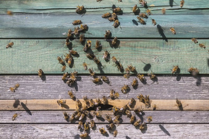 Beehive with flying bees, spring in the Swabian Alb, Weilheim an der Teck, Baden-Wuerttemberg, Germany, Europe