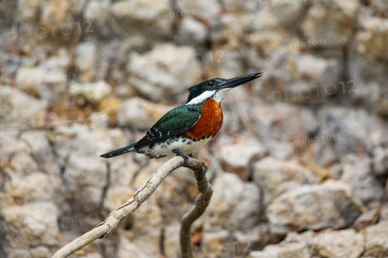 Green Kingfisher (Chloroceryle americana) Pantanal Brazil