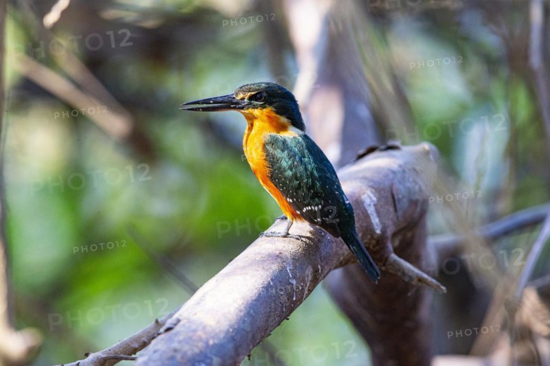 Two-coloured Kingfisher (Chloroceryle india) Pantanal Brazil