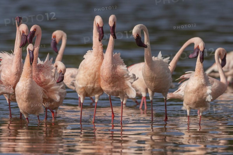 Lesser Flamingos (Phoeniconaias minor), Lake Ndutu, Ndutu Conservation Area, Tanzania, Africa