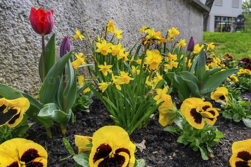 Pansies (Viola x wittrockiana), Tulips (Tulipa), and daffodils (Narcissus), Allgaeu, Swabia, Bavaria, Germany, Europe