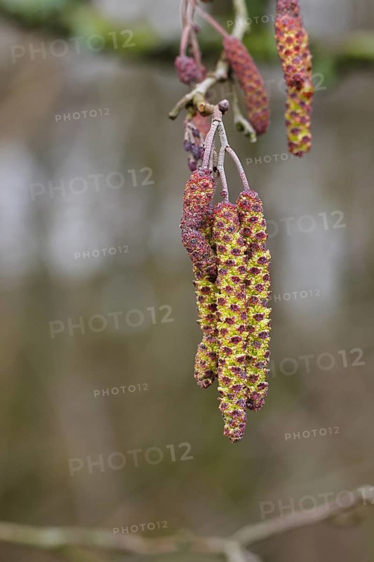 Black Alder (Alnus glutinosa), Black Alder, male flowers and female flowers on a twig, Wilnsdorf, North Rhine-Westphalia, Germany, Europe