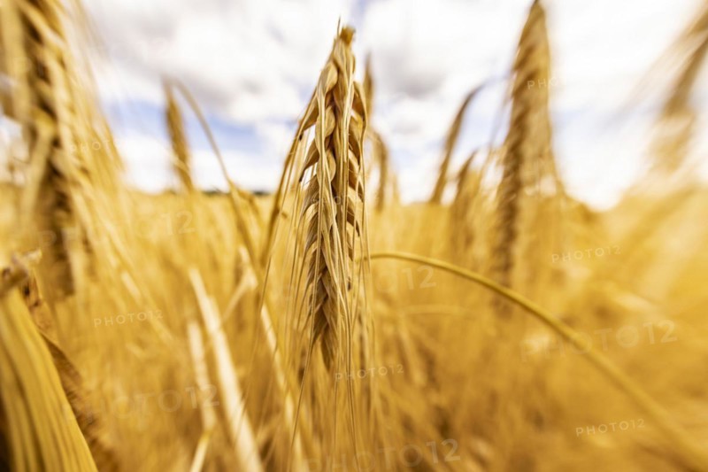 Detailed view of ripe barley ears on a cornfield, Cologne, North Rhine-Westphalia, Germany, Europe