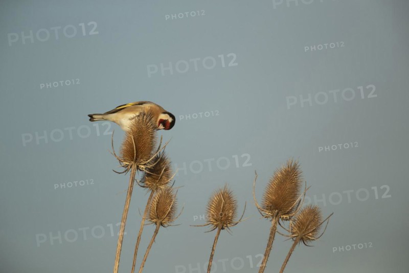 European goldfinch (Carduelis carduelis) adult bird feeding on a Teasel (Dipsacus fullonum) seedhead, England, United Kingdom, Europe