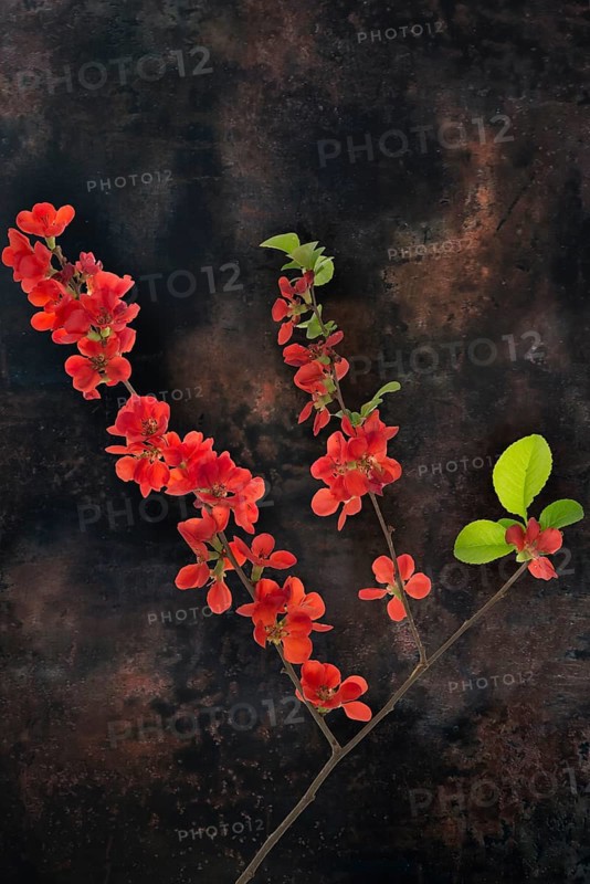 Flowering Japanese quince branch (Chaenomeles japonica) on a dark background, Bavaria, Germany, Europe