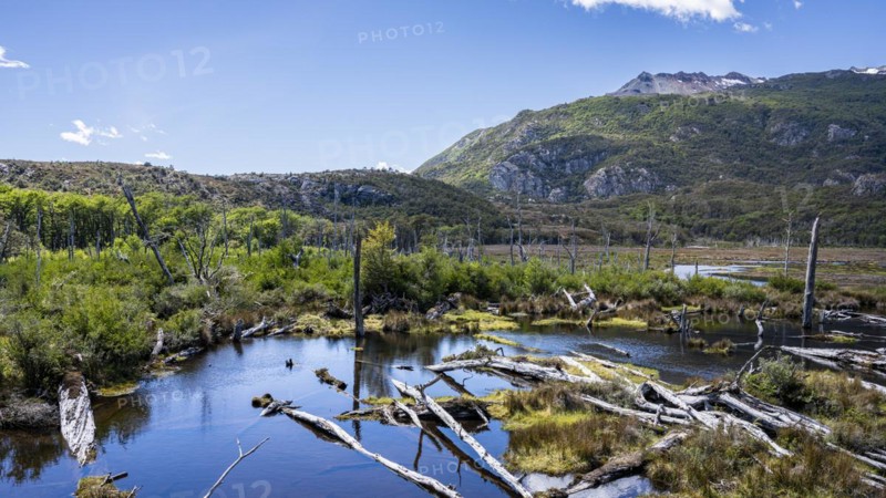 Wetland flooded by beavers, Routa Y-85, Timaukel, Tierra del Fuego, Magallanes and Chilean Antarctica, Chile, South America