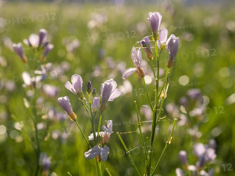 Meadowfoam (Cardamine pratense), Leoben, Styria, Austria, Europe