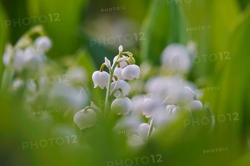 Lily of the valley, Germany, Europe