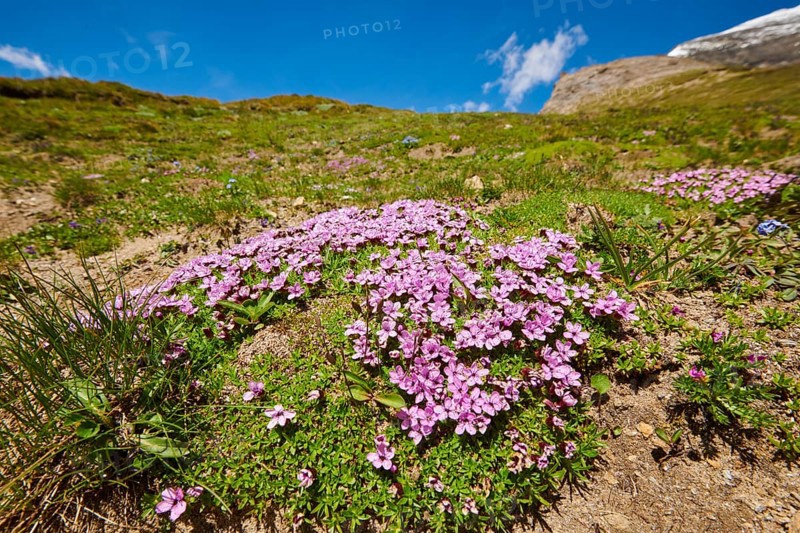 Moss campion (Silene acaulis) blooming in the mountains at Hochalpenstrasse, Pinzgau, Salzburg, Austria, Europe