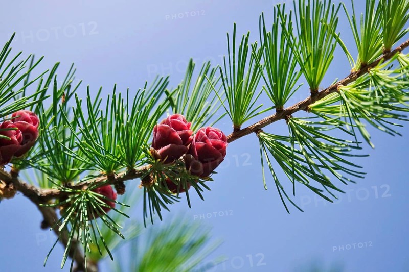 American Larch, spring, Germany, Europe