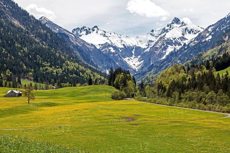 Landscape with yellow flowering meadow and tree, Kratzer and Trettachspitze in the background, Trettachtal, near Gottenried, Oberstdorf, Oberallgaeu, Allgaeu, Bavaria, Germany, Europe