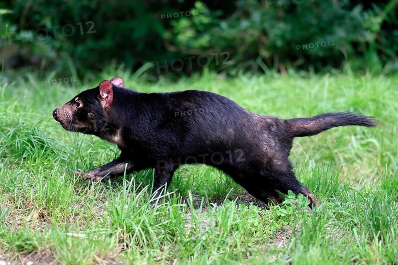 Tasmanian devil (Sarcophilus harrisii), adult, vigilant, running, captive, Tasmania, Australia, Oceania