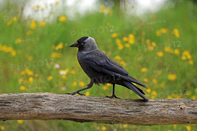 Western jackdaw (Corvus monedula)