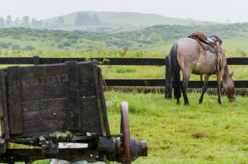 Beautiful horse in native field on rainy day, Cambara do sul, Rio Grande do sul, Brazil, South America