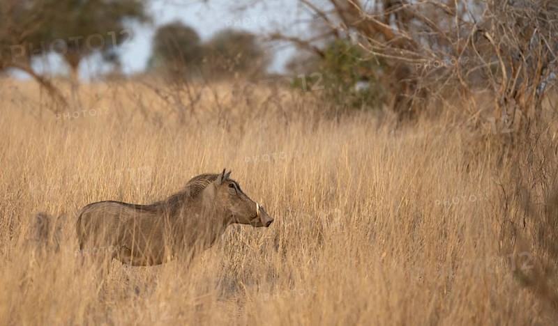 Common warthog (Phacochoerus africanus) in high dry grass, Kruger National Park, South Africa, Africa