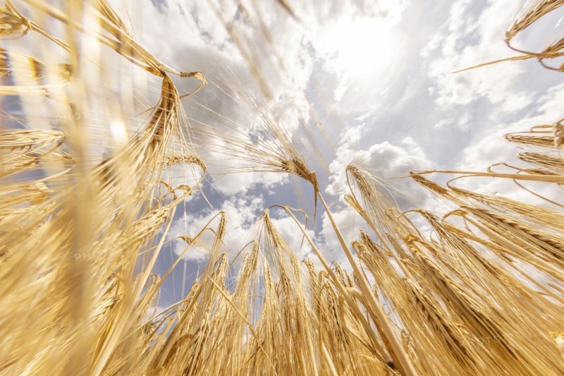 Frog's-eye view of a golden cornfield with Barley and sun and blue sky, Cologne, North Rhine-Westphalia, Germany, Europe