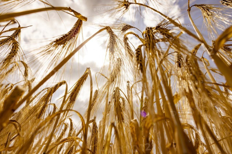Ripe, golden ears of barley in the foreground with brightly lit clouds in the background, Cologne, North Rhine-Westphalia, Germany, Europe