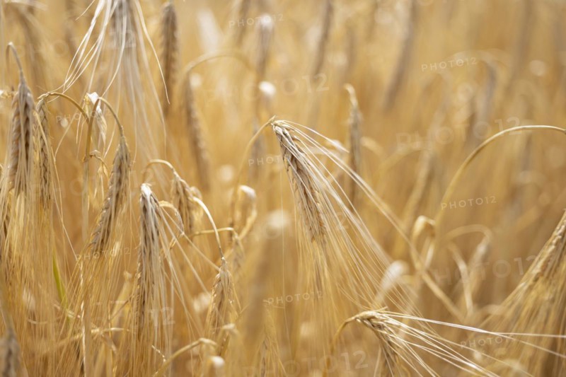 Detailed view of ripe barley ears on a cornfield, Cologne, North Rhine-Westphalia, Germany, Europe