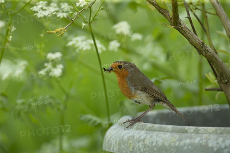 European robin (Erithacus rubecula) adult bird with insects in its beak on a garden plant pot, England, United Kingdom, Europe